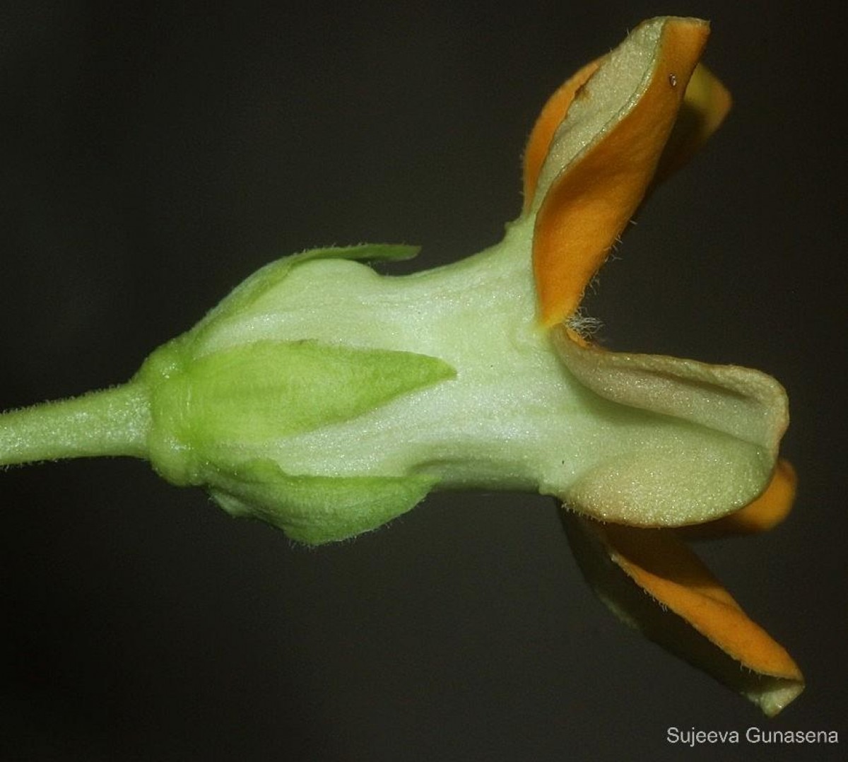 Telosma cordata (Burm.f.) Merr.